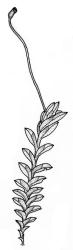 Fissidens bryoides, habit with capsule. Drawn from E. Lürling s.n., 4 Nov. 1996, AK 236258.
 Image: R.C. Wagstaff © Landcare Research 2014 